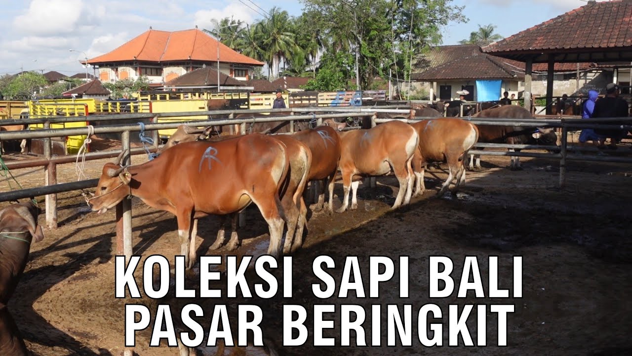 
                                 Koleksi-Sapi-Bali-Pasar-Beringkit